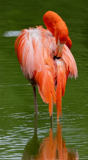 A vertical shot of a pink flamingo scratching itself with its beak standing in the water