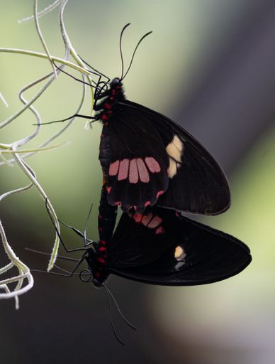 A  vertical shot of two black butterflies with pink patterns standing together plant stems