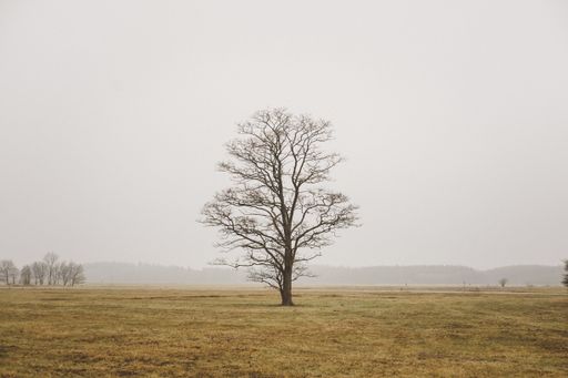 A single lonely tree in a foggy field with the grey sky in the background
