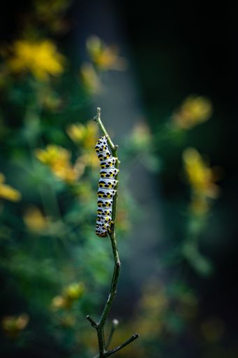 A vertical shot of the caterpillar on a green branch