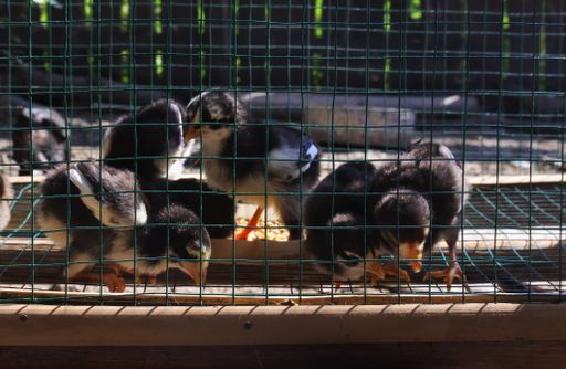 The small birds in a cage captured during the daytime