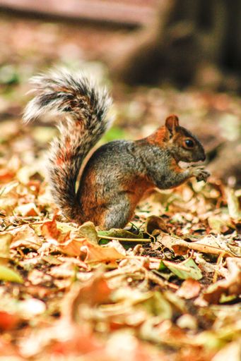 A vertical shot of squirrel standing on ground surrounded by fallen leaves