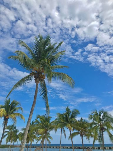 A vertical low-angle of coconut trees with blue and cloudy background