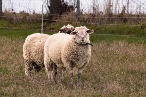 A Charollais sheep on the wild green grass with metal wires looking at the camera