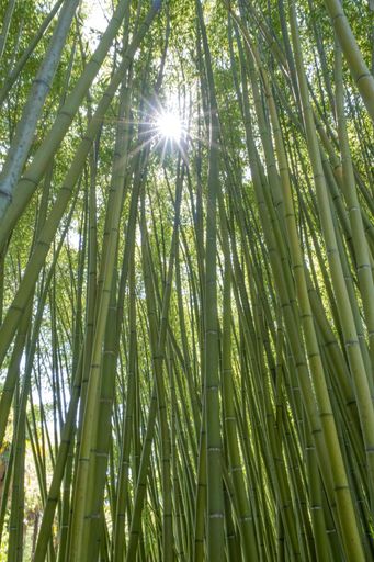 Tropical bamboo canes with sunlight filtering through the branches - tropical trunks texture