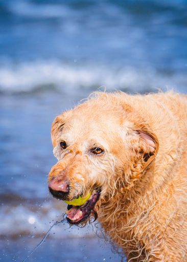 A vertical closeup of a Golden Retriever with wet fur holding a yellow ball in its mouth