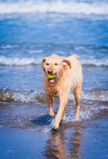 A vertical shot of a Golden Retriever holding a ball in its mouth on the beach