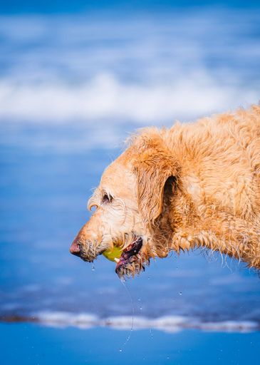 A vertical closeup of a Golden Retriever with wet fur holding a yellow ball in its mouth