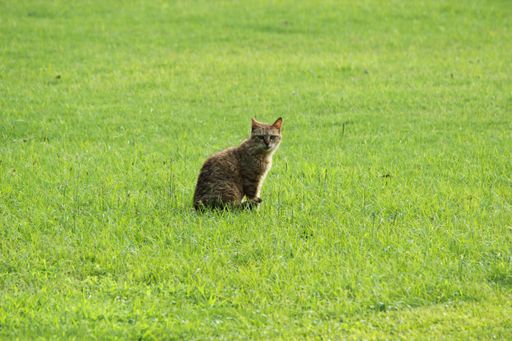 A side view of adorable Tabby cat looking at the camera resting in green park