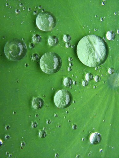 A close up shot of water droplets on a vibrant green surface of a plant