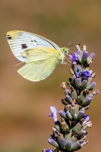 A large white butterfly gathering pollen of lavender flower in the garden