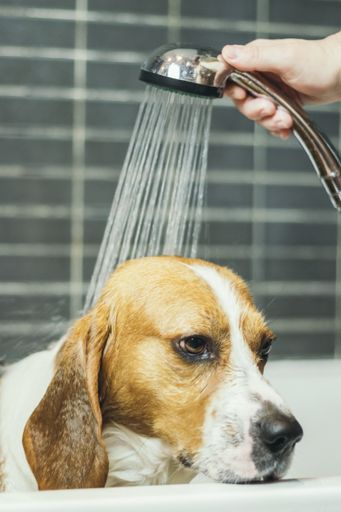 A vertical closeup shot of a cute beagle dog taking a shower