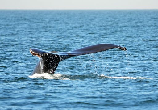 The whale's fluke submerging with water dripping off the edge of tail, close-up