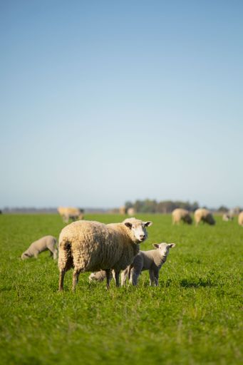 A vertical of sheep in a field under a blue sky.