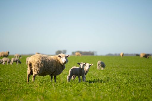 The sheep in a field under a blue sky.