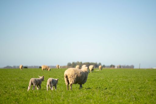 The sheep in a field under a blue sky.