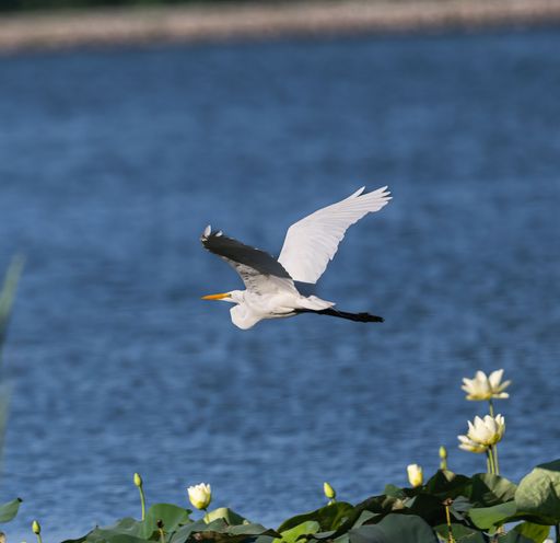 A white great egret searching for food in the lake