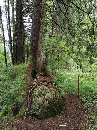 A vertical shot of a big tree trunk grown on a big rock in the forest