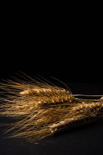A vertical shot of wheat isolated on a black background with space for text