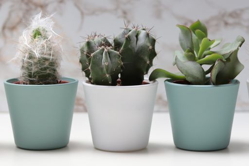 A closeup shot of succulent houseplants in pots on a white surface