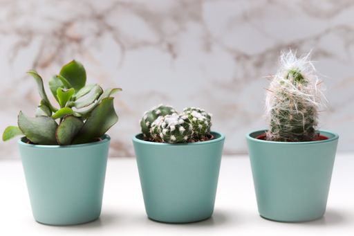 A closeup shot of succulent houseplants in pots on a white surface