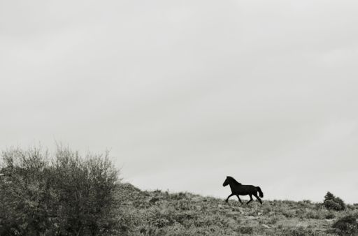 A grayscale shot of a horse running on a hill
