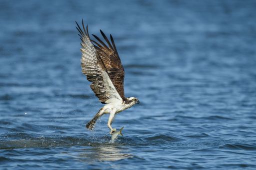 A closeup of an osprey catching a menhaden in the sea
