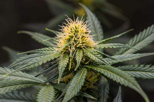 Close up of a cannabis plant bud growing in an indoor plantation.