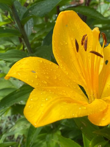 A vertical shot of water dews on a yellow Daylily flower