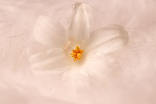 An illustration of white flowers with orange and yellow pistil on a white background
