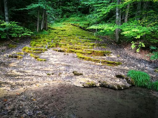 A Low Angle Shot of a moss path in the lush forest