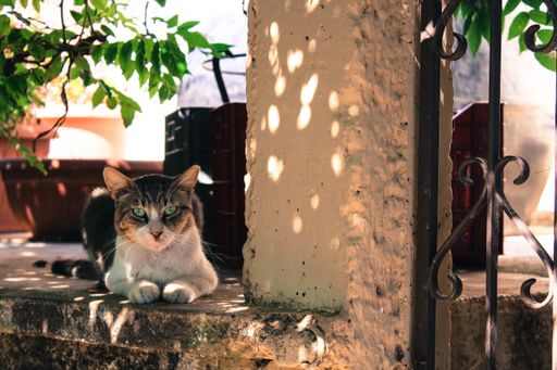 A sunny scenery of a cat with green eyes sitting near a garden door