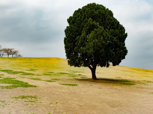 A large fluffy tree on One Tree Hill in Seoul, South Korea
