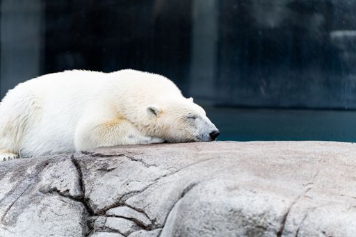 A polar bear sleeping on the rock in the zoo.