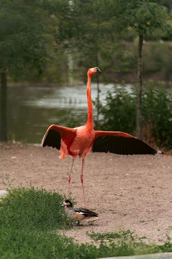 A vertical of a flamingo with its wings open in the zoo.