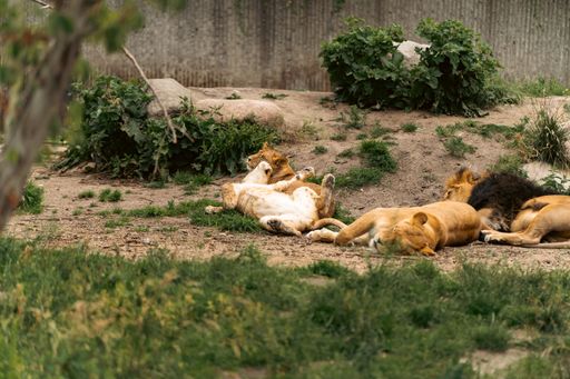 The lions lying next to each other in the zoo.