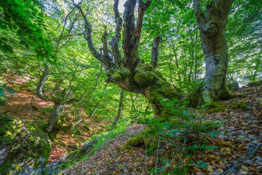 A beautiful shot of mossy trees in a green forest