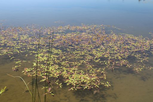 A calm lake during a sunny day in Lac de l'Entonnoir near the Bouverans, France