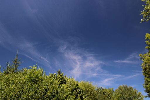 A low angle shot of the trees under a blue sky  in Lac de l'Entonnoir near the Bouverans, France