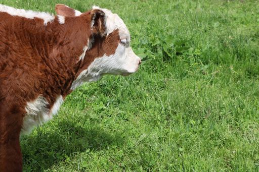 A beautiful shot of brown and white dairy cow in the field