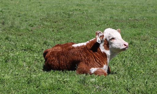 A beautiful shot of brown and white dairy cow in the field