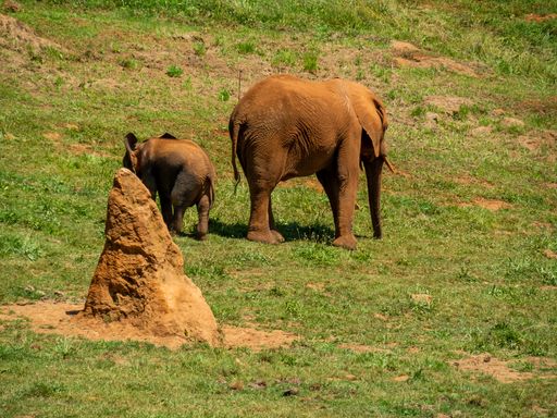 A large brown elephant and a baby elephant walking through a field