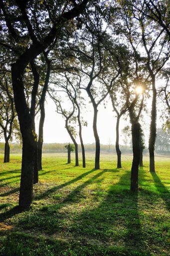 A vertical shot of trees in a park with the sun rays penetrating through them