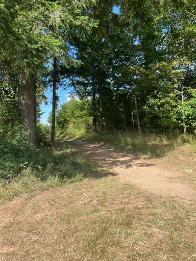 A vertical shot of an unpaved road surrounded by green trees under blue sky on sunny day in countryside
