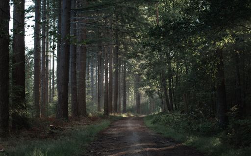 A beautiful scene of sun rays penetrating through the green trees in forest in summer