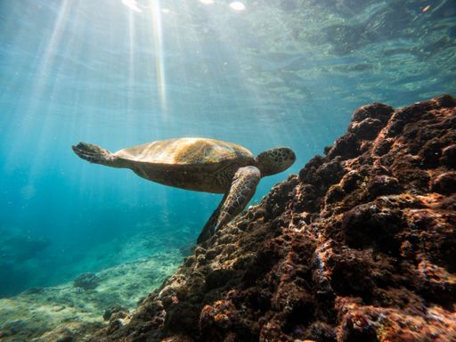 A green sea turtle diving on a rocky seabed with sunbeams crossing the surface.