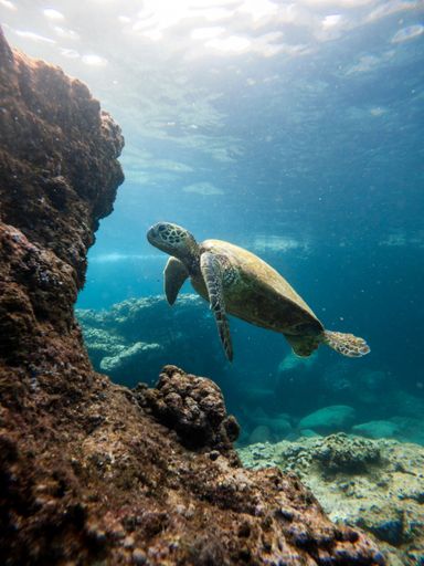 A vertical shot of a green sea turtle diving on a rocky seabed.