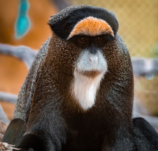 A closeup shot of a colorful De Brazza's monkey