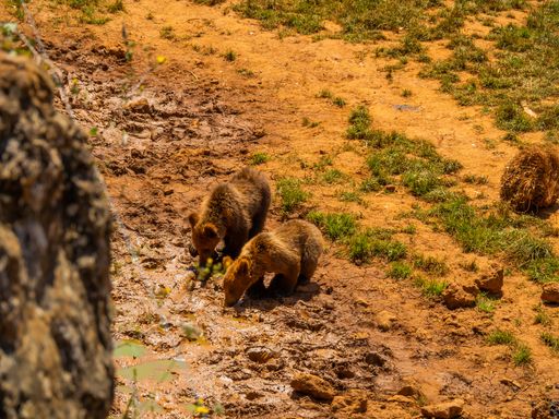 A high angle shot of two fuzzy bears feeding in a dry field