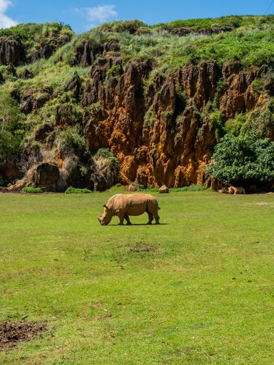 A beautiful vertical shot of a single rhino feeding on grass in a field near large stone formations